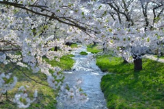 猪苗代の桜