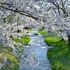 猪苗代の桜
