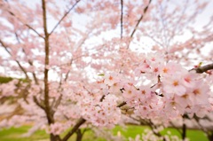 飛び出す桜