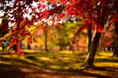 夕焼けの紅葉