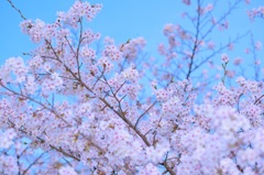彩桜①