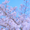 彩桜①
