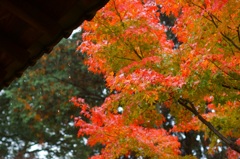 雨の中の紅葉