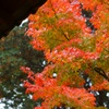 雨の中の紅葉