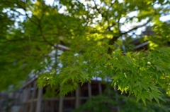 緑景