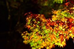 燃える様な紅葉