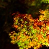 燃える様な紅葉