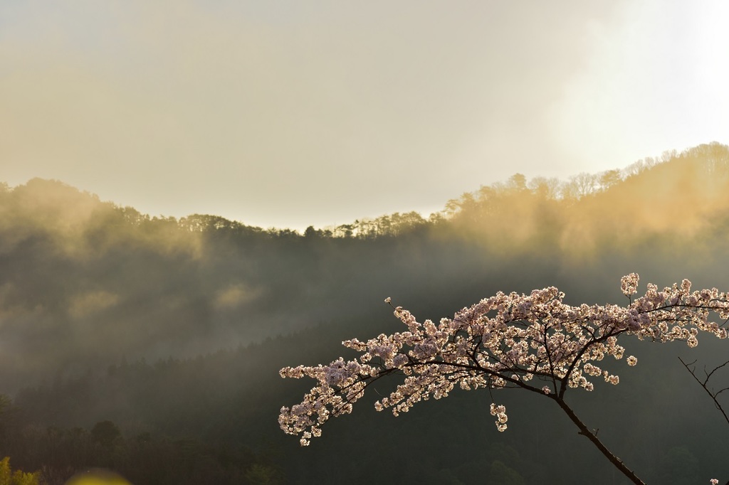 夜明けの桜