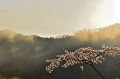 夜明けの桜