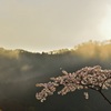 夜明けの桜