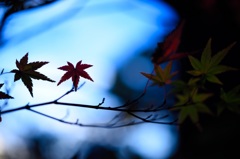 寂しげな紅葉