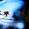 寂しげな紅葉