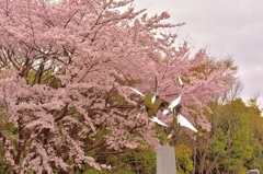芸術と桜
