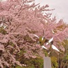 芸術と桜
