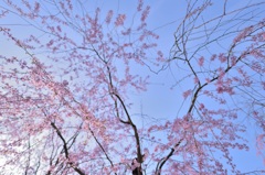 空より振る桜