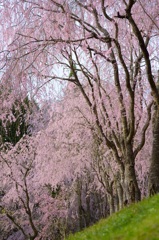 しだれ桜