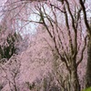 しだれ桜