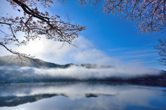 特等席の桜