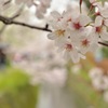 雨もしたたる・・・