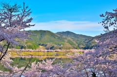 5000本の桜の間から