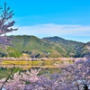 5000本の桜の間から
