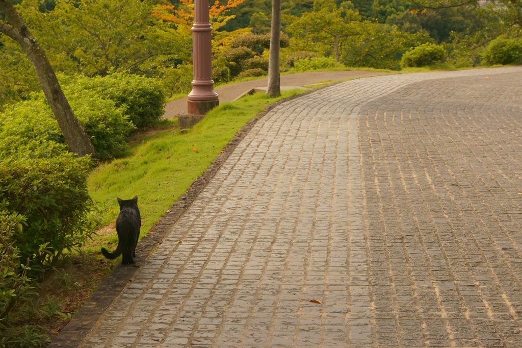 猫の細道