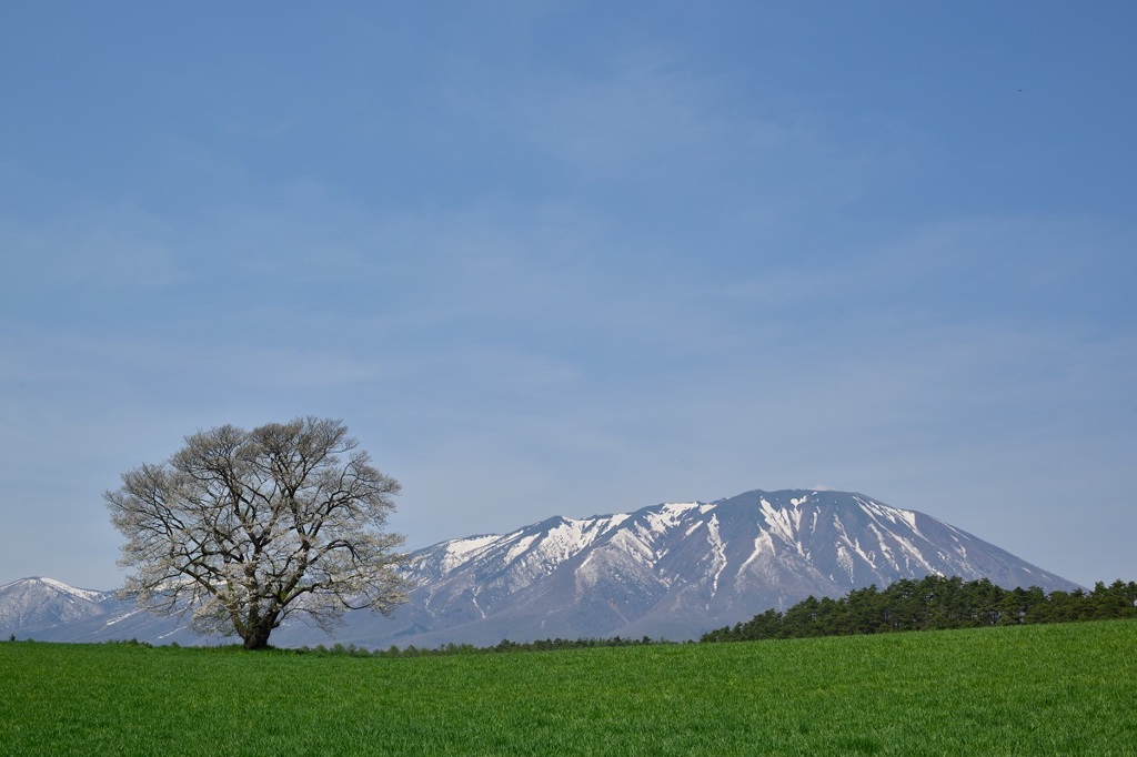 一本桜