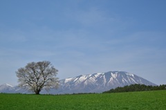 一本桜