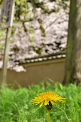 桜に負けず