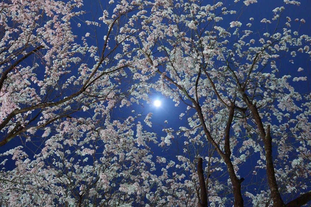 夜桜