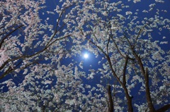 夜桜