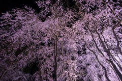 空一面の桜