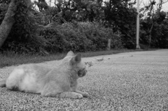 動かない猫　その1