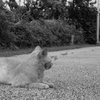 動かない猫　その1