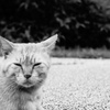 うごかない猫　その３