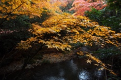 紅葉狩り