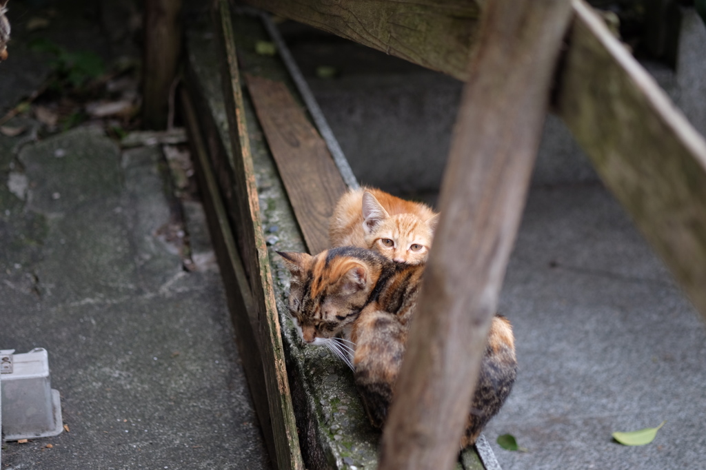 街ねこ