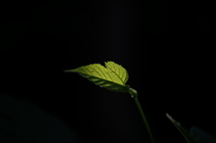 葉