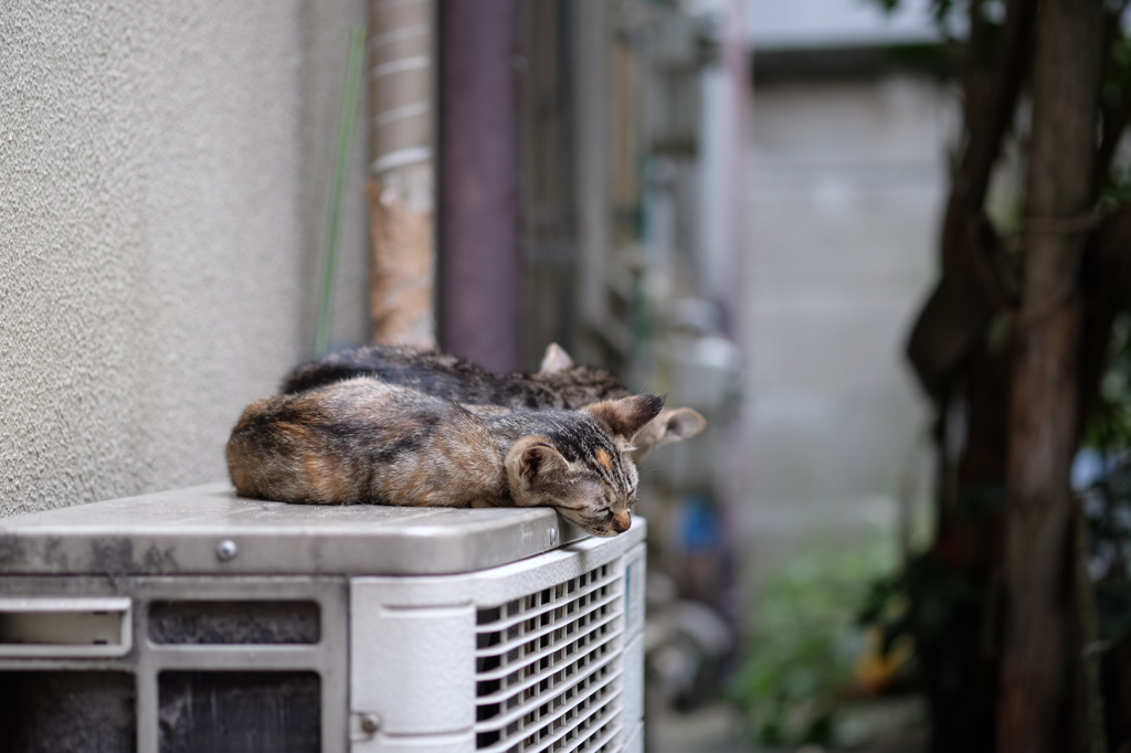 街ねこ