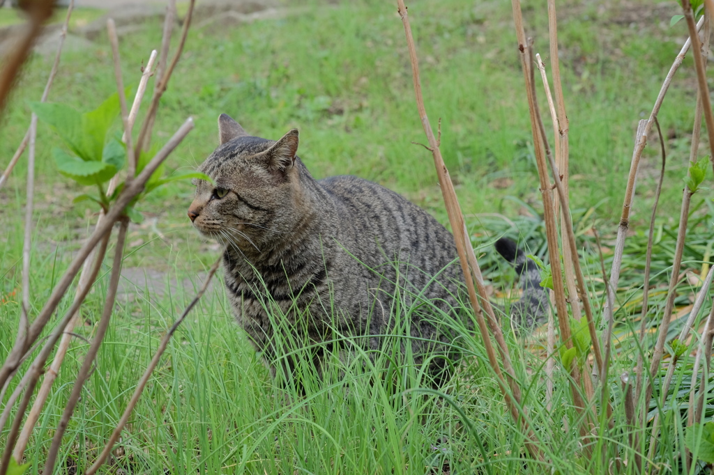 ねこ