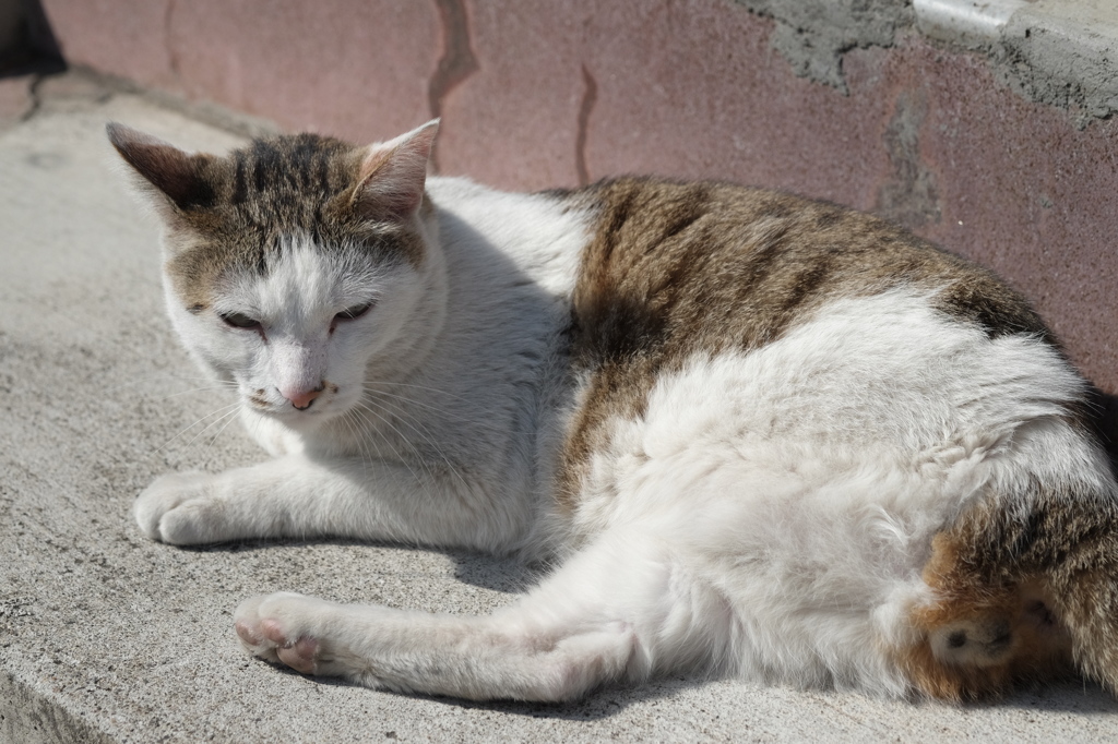 ねこ