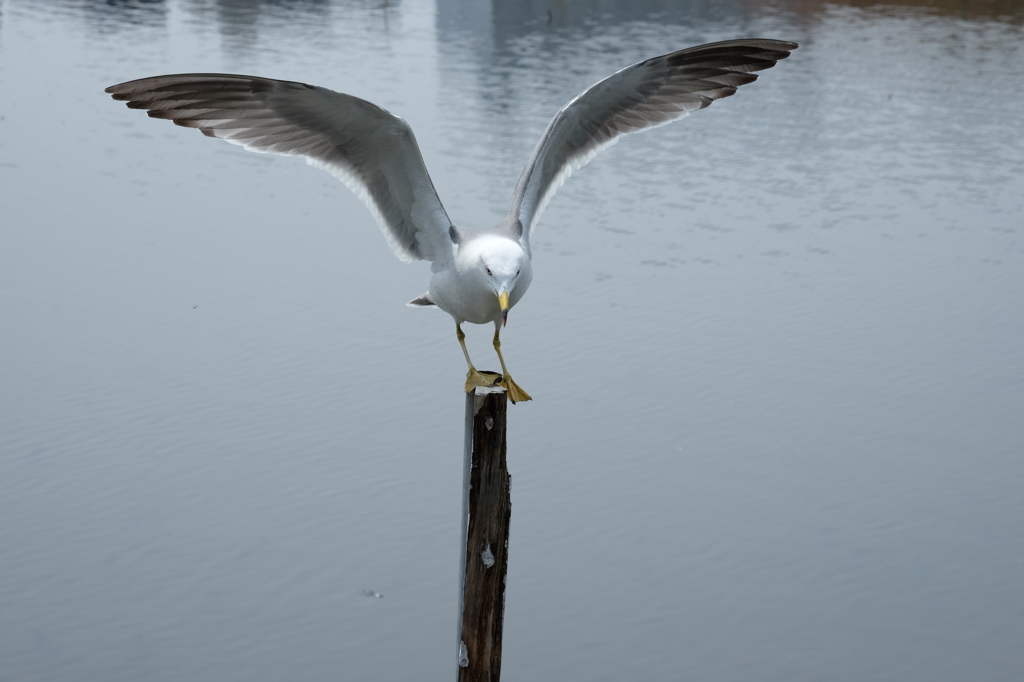 鳥