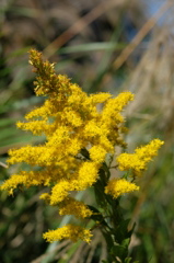 セイタカアワダチソウ