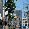 一本杉
