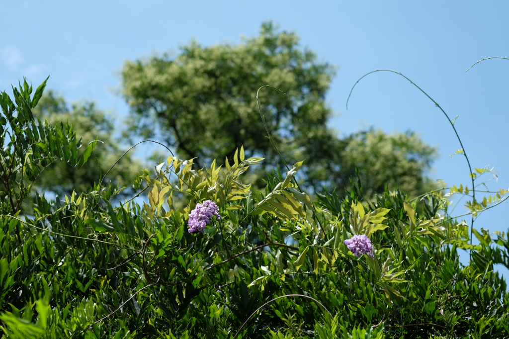 真夏の藤