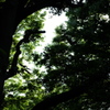 樹