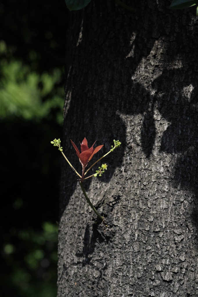 芽