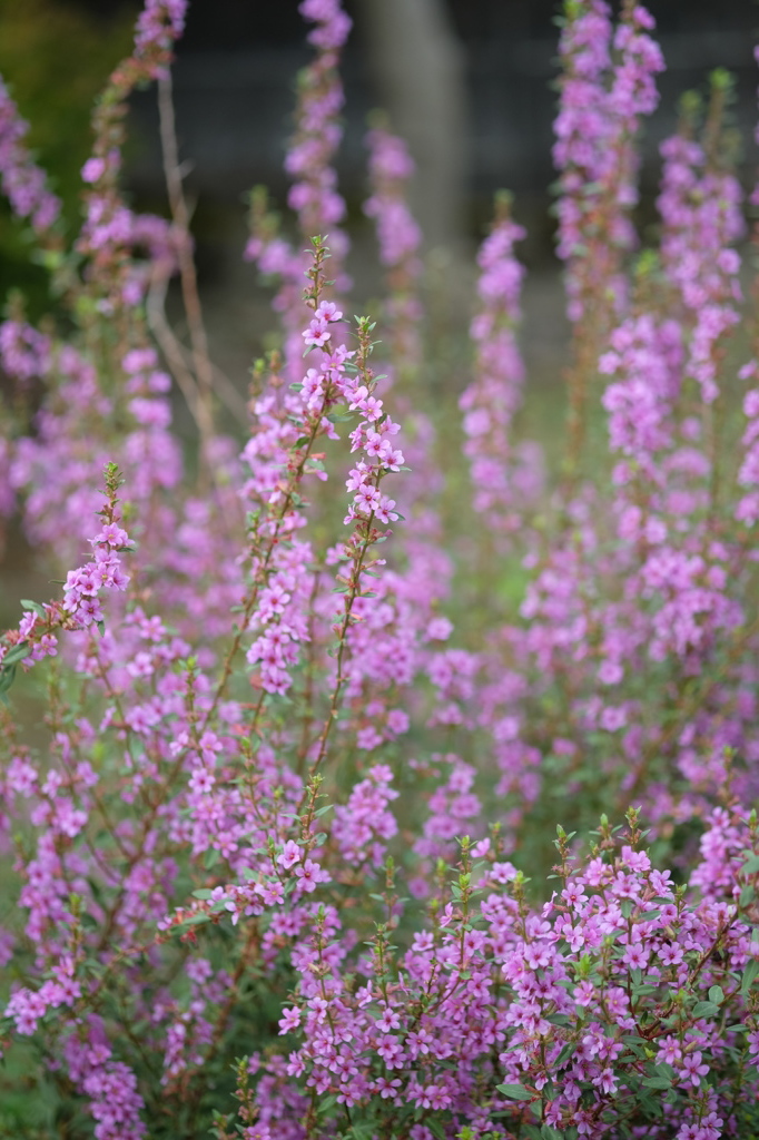 おしょうらい花