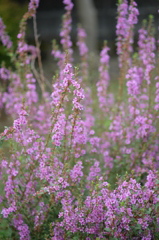 おしょうらい花