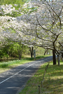 サイクリングロード